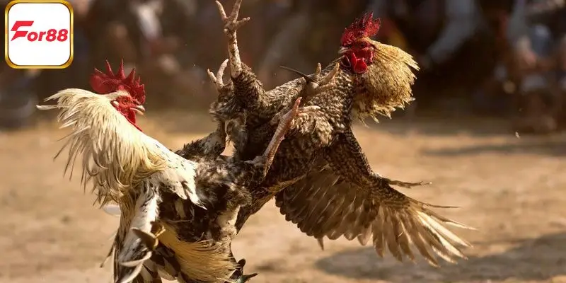 Sơ lược chung nhất về nhà cái phân phối WS168