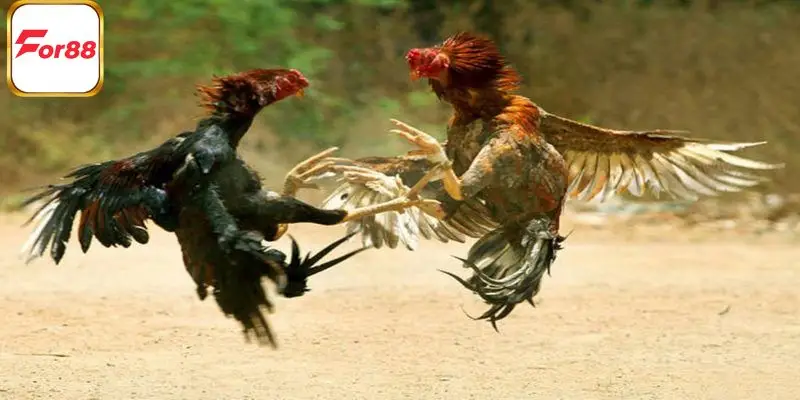 Thông tin cơ bản về nhà phân phối ISC tại FOR88