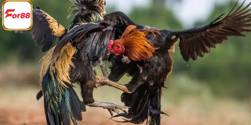 Tổng hợp về ba dòng chiến kê nổi bật tại sảnh đá gà ISC